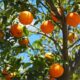 an orange tree